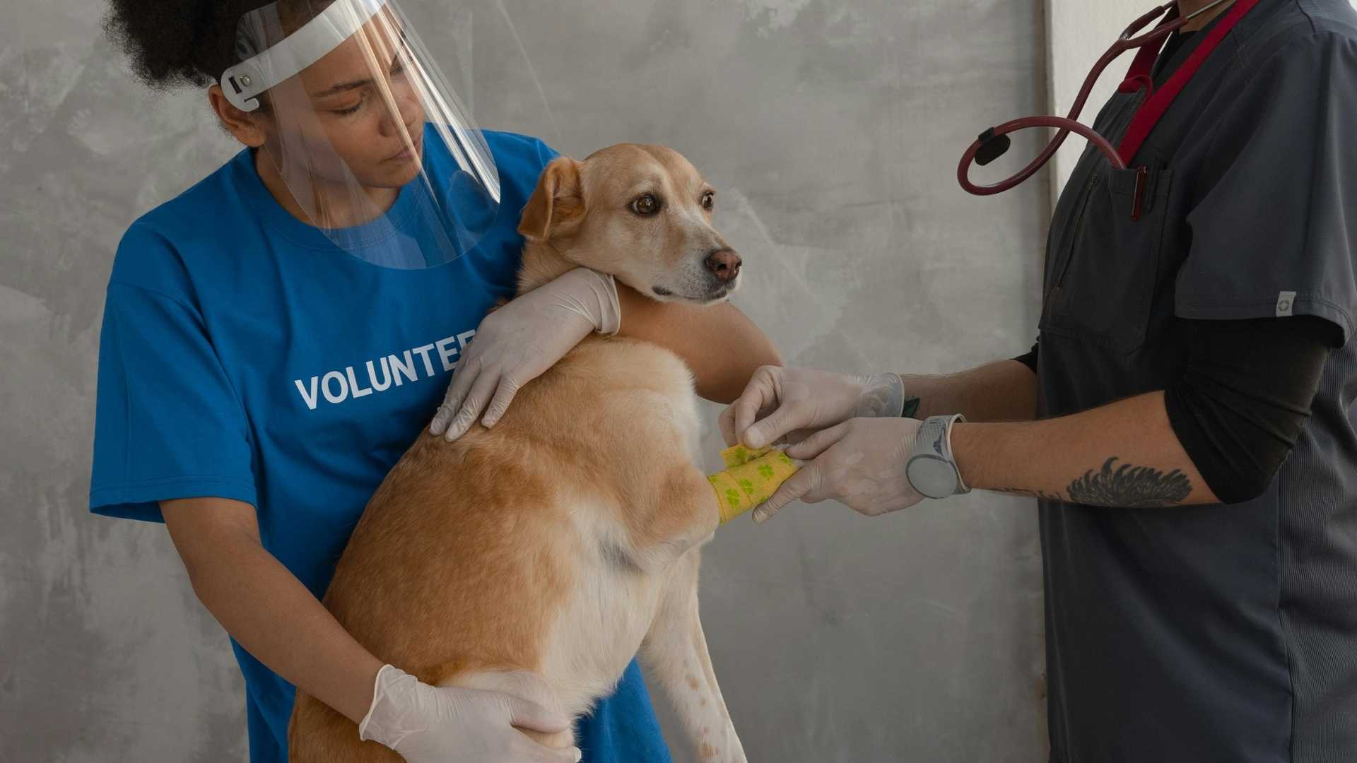 perrito con vendaje en la pata
